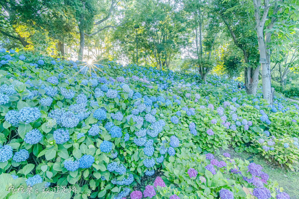 日本長崎豪斯登堡繡球花節，、迷人的繡球花小徑加上星芒，一期一會的紫陽花海