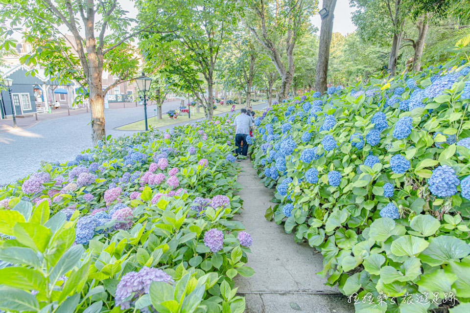 日本長崎豪斯登堡繡球花節宮殿區的繡球花小徑、市集，隨處都可用繡球花當作背景，輕鬆的就能拍出置身於花叢間的感覺