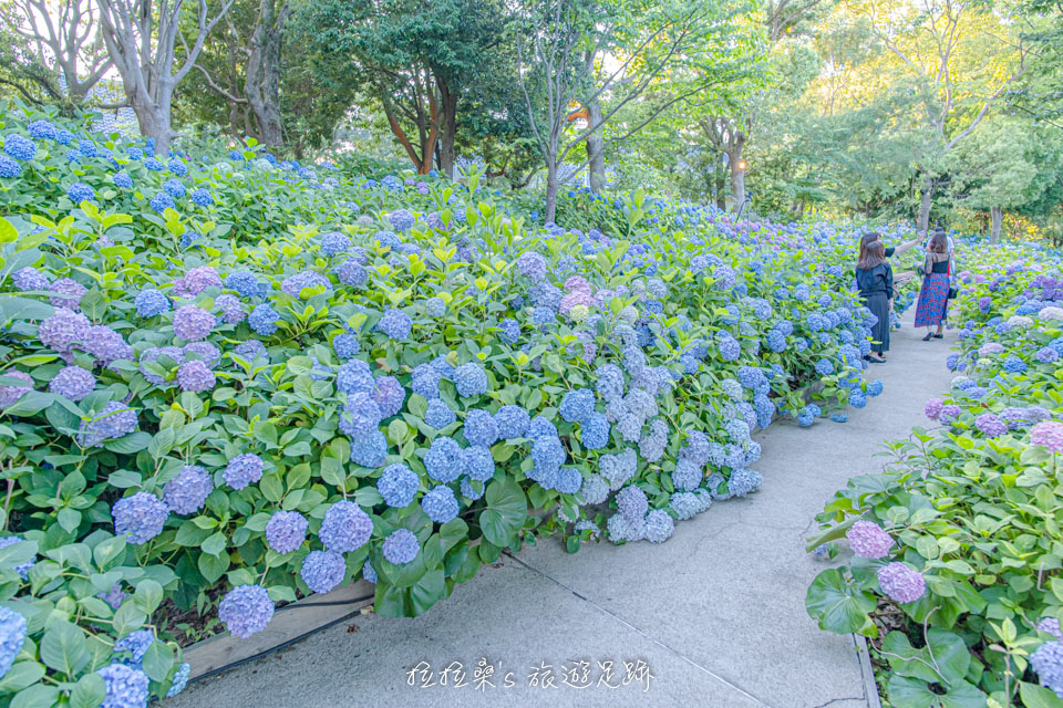 日本長崎豪斯登堡繡球花節宮殿區的繡球花小徑、市集，隨處都可用繡球花當作背景，輕鬆的就能拍出置身於花叢間的感覺