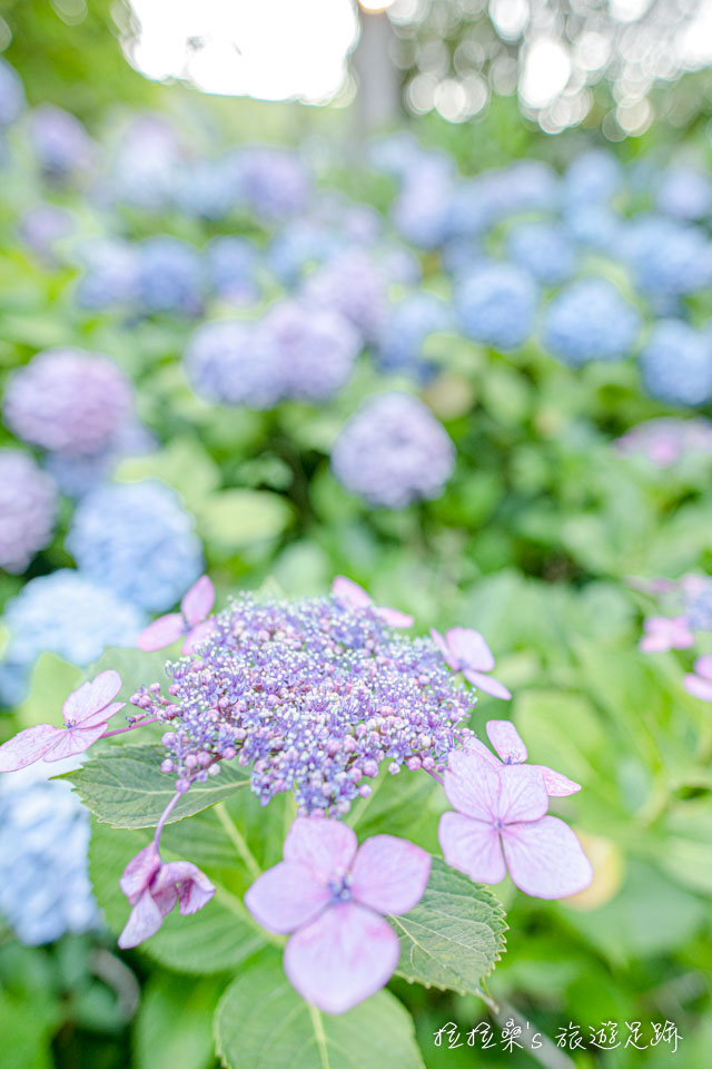 日本長崎豪斯登堡繡球花節宮殿區的繡球花小徑、市集中多繡球花