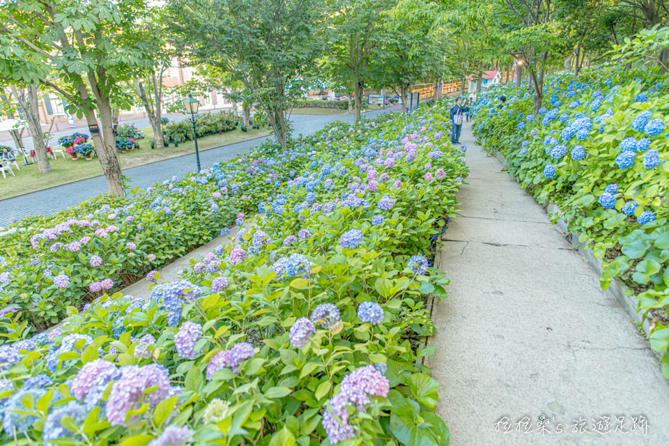 日本長崎豪斯登堡繡球花節宮殿區的繡球花小徑、市集，能近距離賞花、拍照
感受繡球花的美