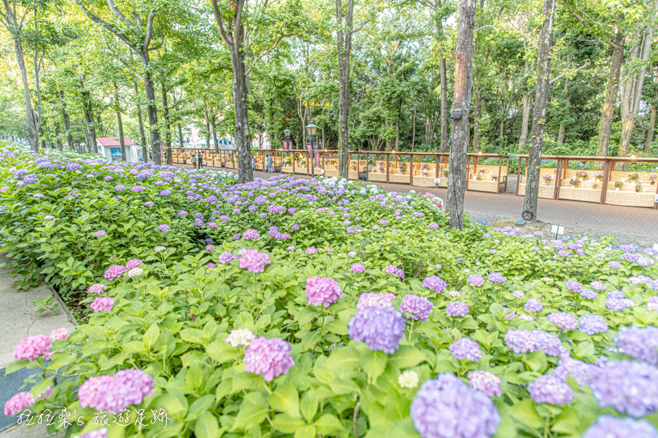 日本長崎豪斯登堡繡球花節宮殿區的繡球花小徑、市集，各色的繡球花，相互交織爭豔