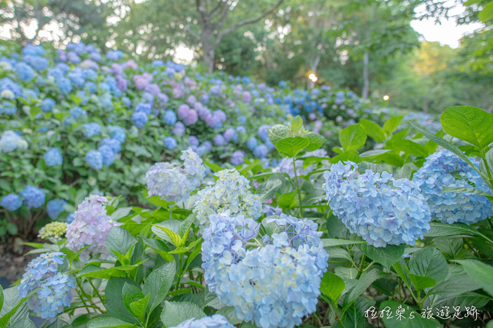 日本長崎豪斯登堡繡球花節宮殿區的繡球花小徑、市集中多繡球花