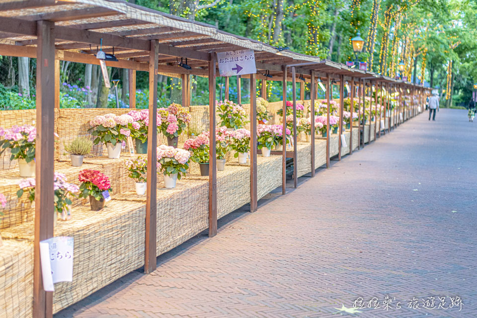 日本長崎豪斯登堡繡球花節宮殿區的繡球花市集