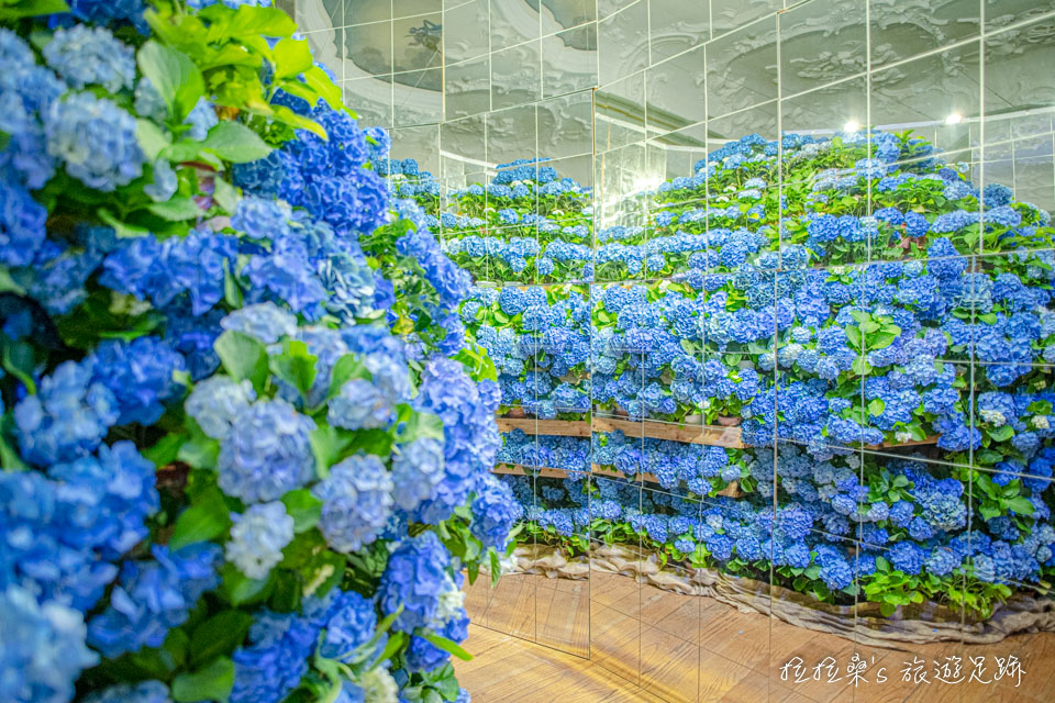 日本長崎豪斯登堡繡球花節宮殿區的巨大萬花通繡球花球