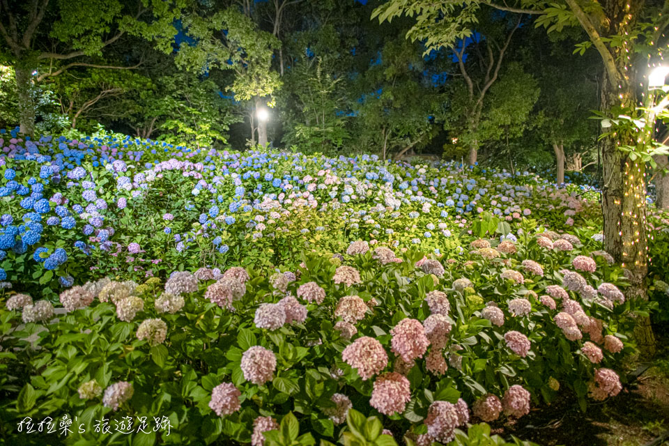 日本長崎豪斯登堡繡球花節宮殿區的繡球花小徑、市集，入夜後也很有風味