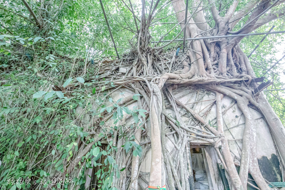 泰國曼谷樹中廟，被樹根纏繞的小廟，了解泰國虔誠的信仰，一日遊中的休息站