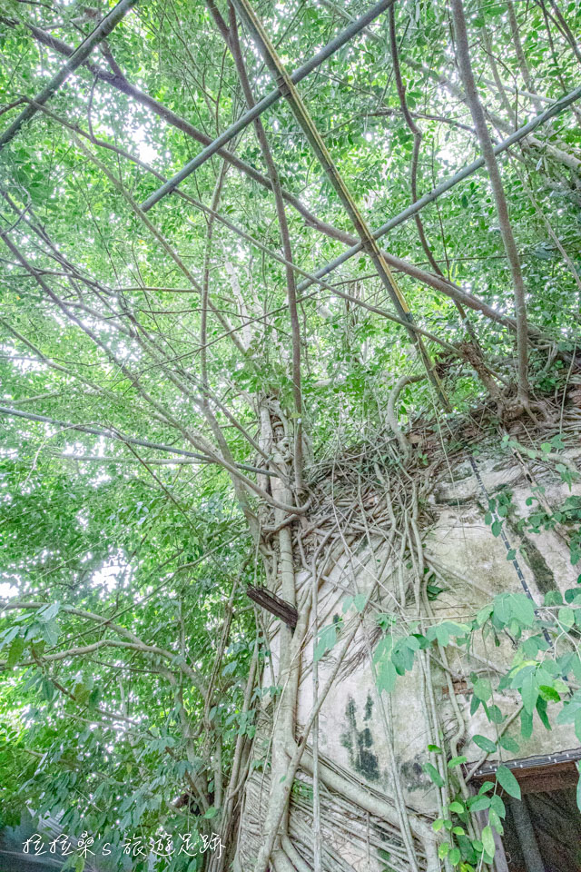 曼谷樹中廟，纏繞於大樹間的小廟，景象相當奇特，從外觀看去，幾乎跟樹融為一體