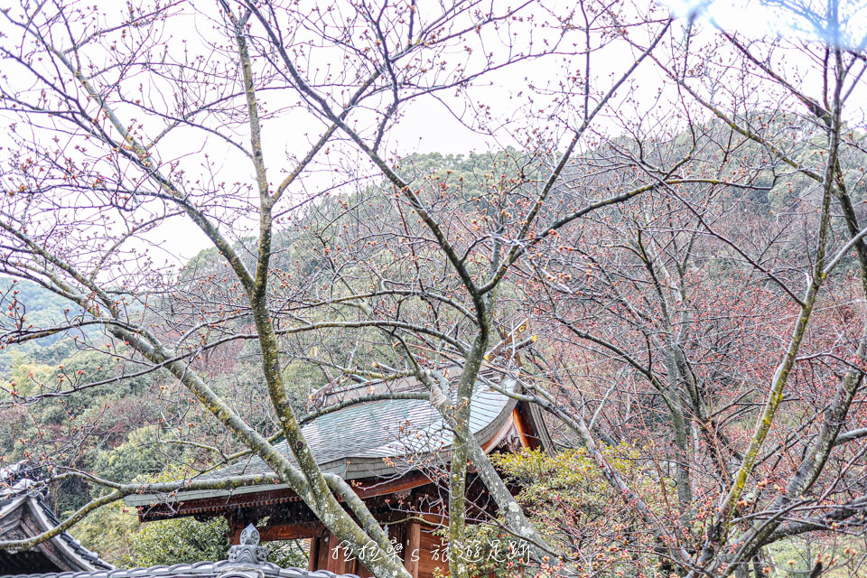 神戶北野天滿神社，初春時有櫻花可賞