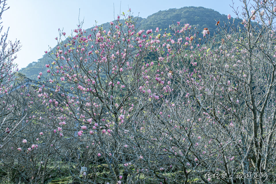 楓樹湖古道的迷人木蓮花