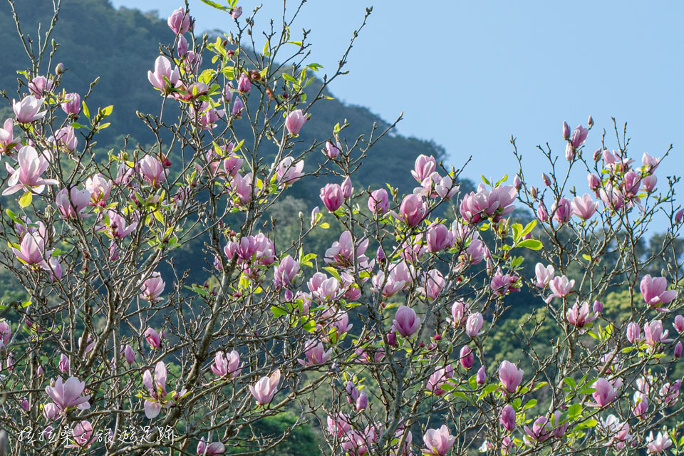 楓樹湖古道的迷人木蓮花