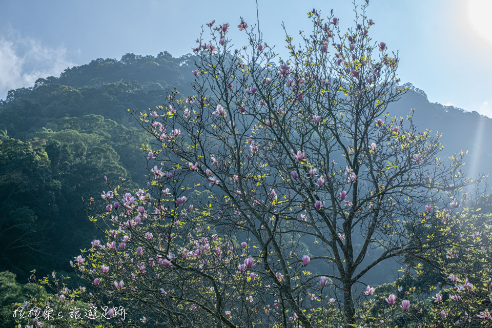 楓樹湖石頭花園裡盛開的木蓮花