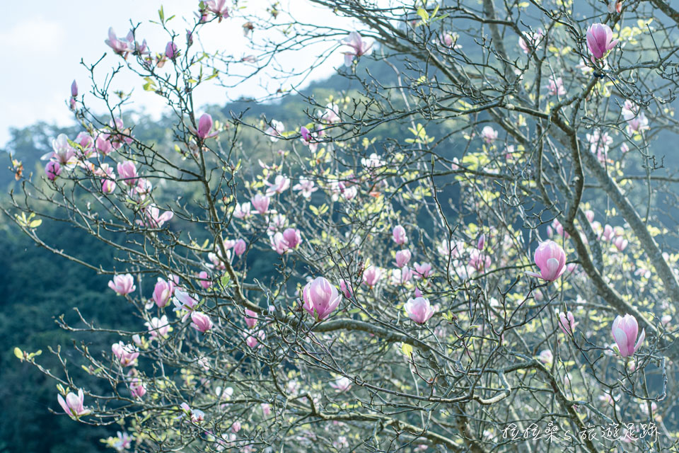 楓樹湖石頭花園裡盛開的木蓮花