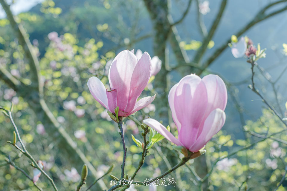 楓樹湖石頭花園裡盛開的木蓮花，搭配藍天更好拍
