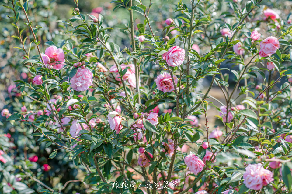 楓樹湖石頭花園裡的茶花也很美