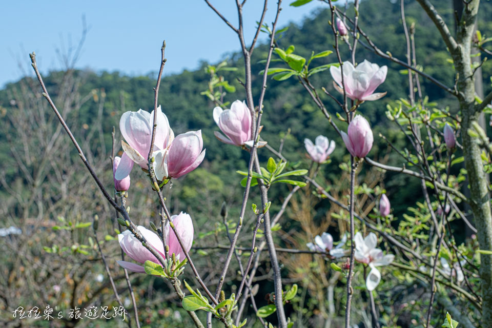 楓樹湖石頭花園裡盛開的木蓮花，搭配藍天更好拍