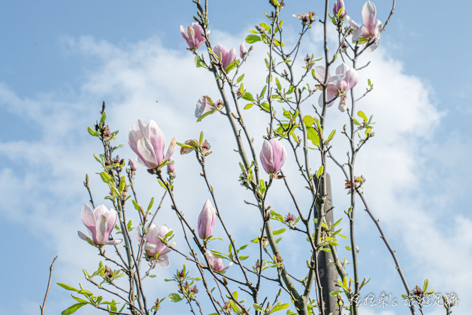 楓樹湖石頭花園裡盛開的木蓮花，搭配藍天更迷人