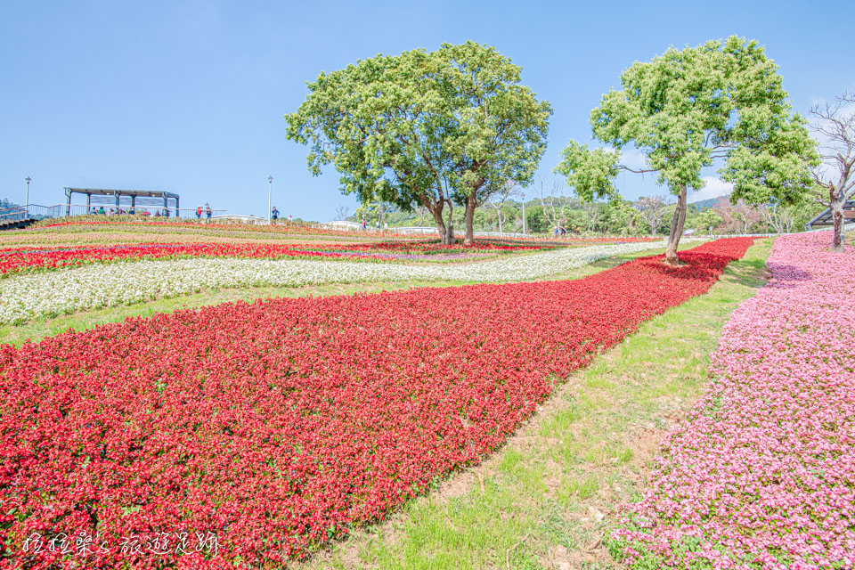 北投社三層崎公園的花海是仿日本北海道富良野花海的設計