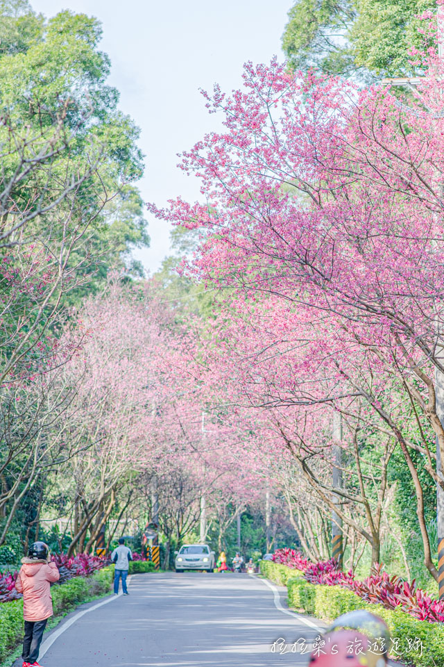 在滬尾櫻花大道用長鏡頭就能拍出宛如櫻花隧道的錯覺