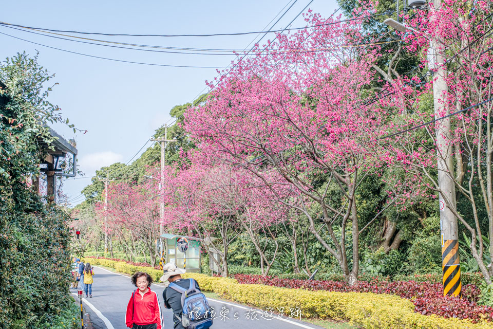 滬尾櫻花大道的櫻花真的好美，每走一段路就有一處茂密的櫻花