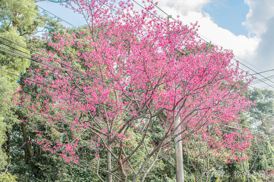 滬尾櫻花大道的山櫻花豔麗中又帶著秀氣的桃紅