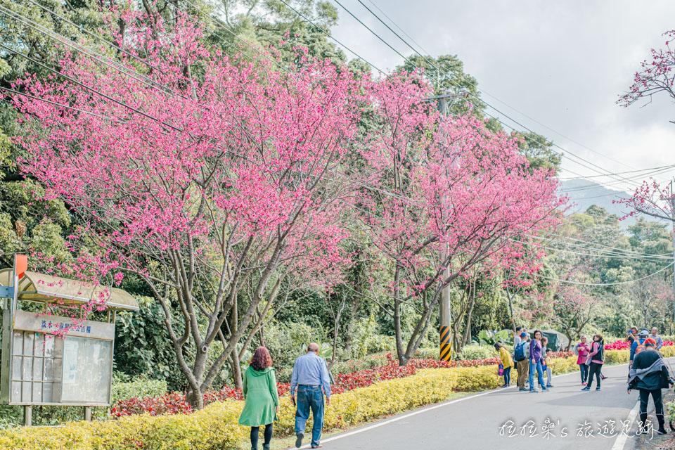 滬尾櫻花大道的櫻花真的好美，每走一段路就有一處茂密的櫻花