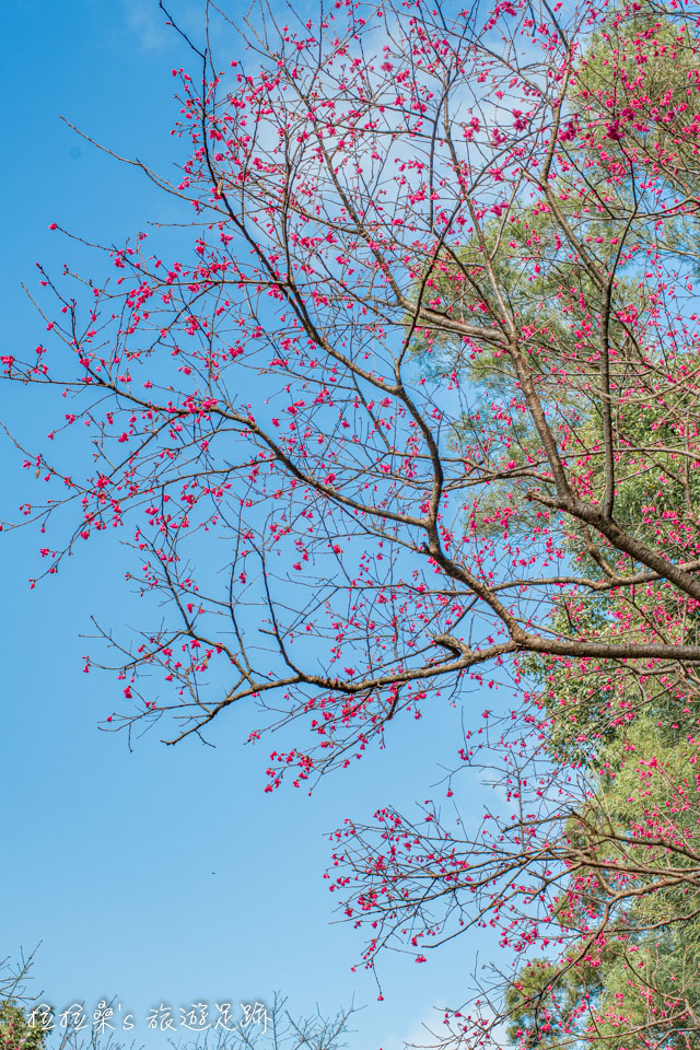 滬尾櫻花大道的櫻花品種為桃紅的山櫻花