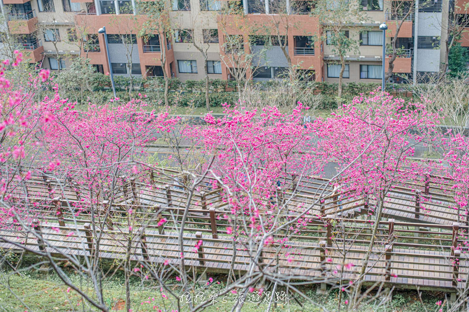 龜山長庚養生村能拍到櫻花木棧道的迷人畫面
