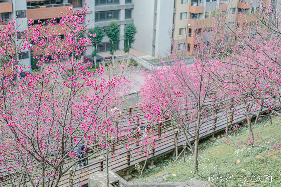 龜山長庚養生村能拍到櫻花木棧道的迷人畫面

