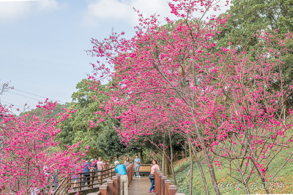 龜山長庚養生村短短幾百公尺的木頭棧道四周盛開著櫻花
