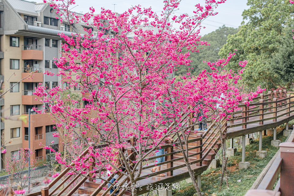 龜山長庚養生村短短幾百公尺的木頭棧道四周盛開著櫻花
