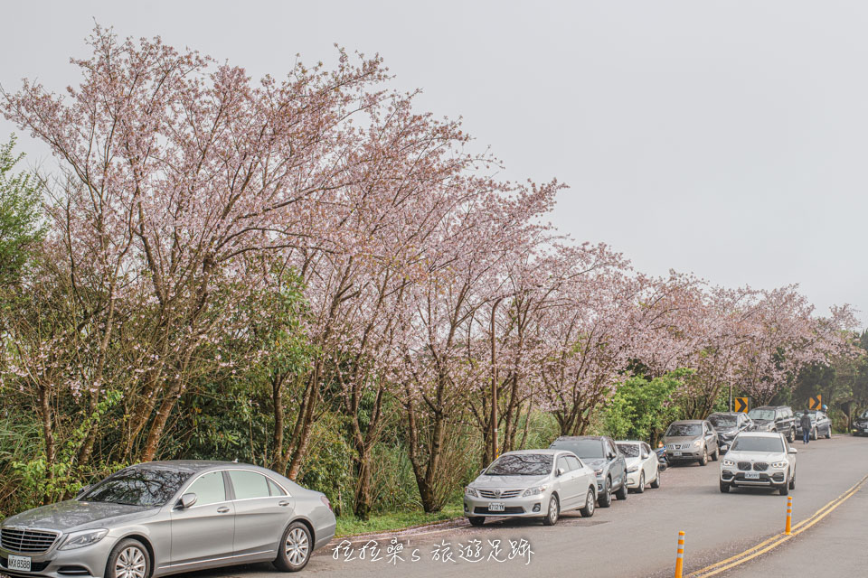 菁山路101巷上山方向這側的櫻花由於靠近馬路邊，拍照時要注意有沒有來車