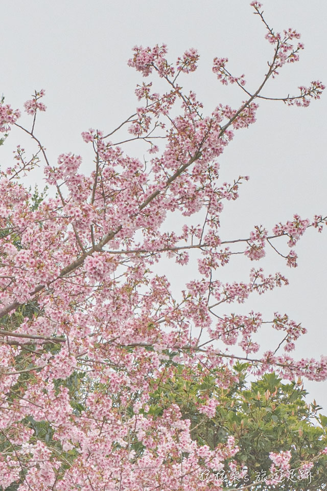 菁山路101巷的櫻花跟平菁街42巷的櫻花品種很像