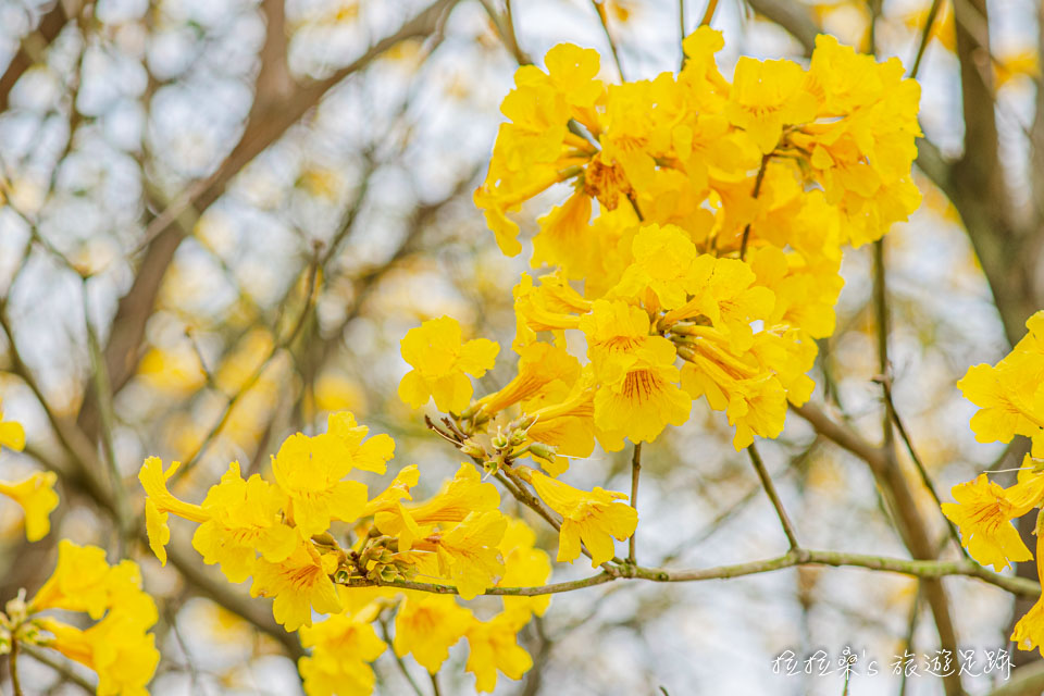 在初春時開花的朴子溪黃金風鈴木特寫