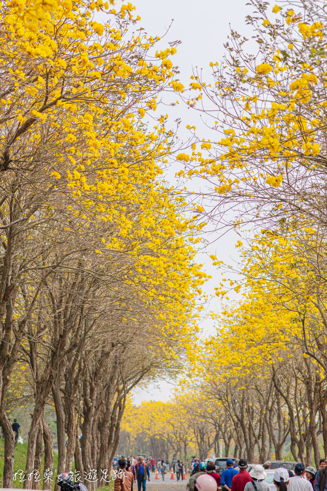 朴子溪防汛道路一路綿延將近快2公里的黃金風鈴木美景