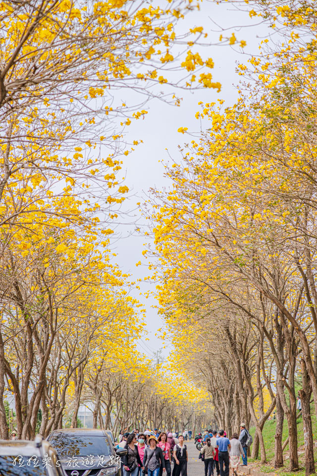 嘉義朴子溪爆開的黃金風鈴木一路往前延伸，超美