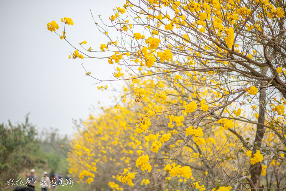 在初春時開花的朴子溪黃金風鈴木特寫
