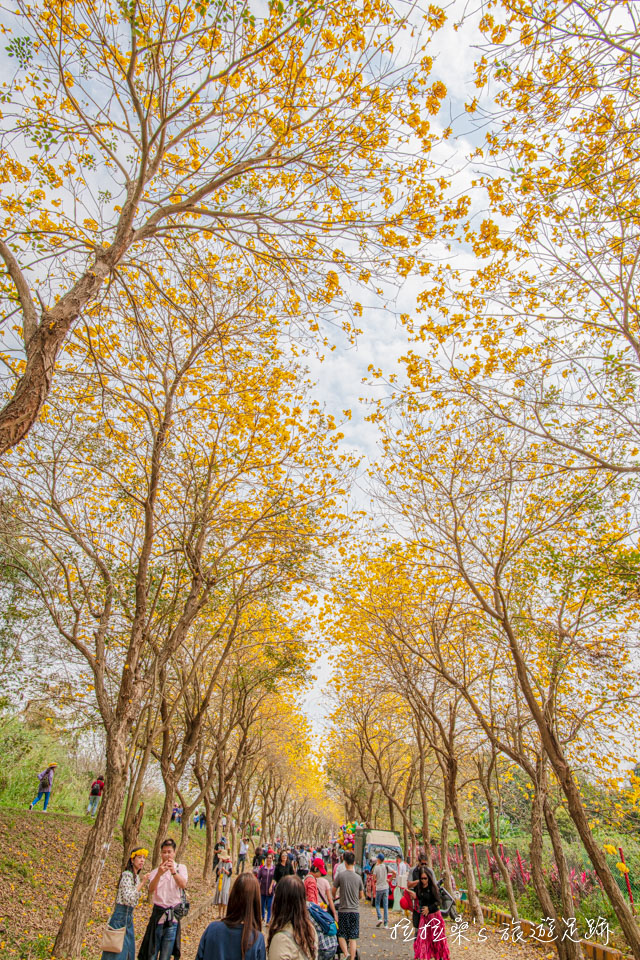 今年嘉義朴子溪黃金風鈴木的花況比往年好上不少