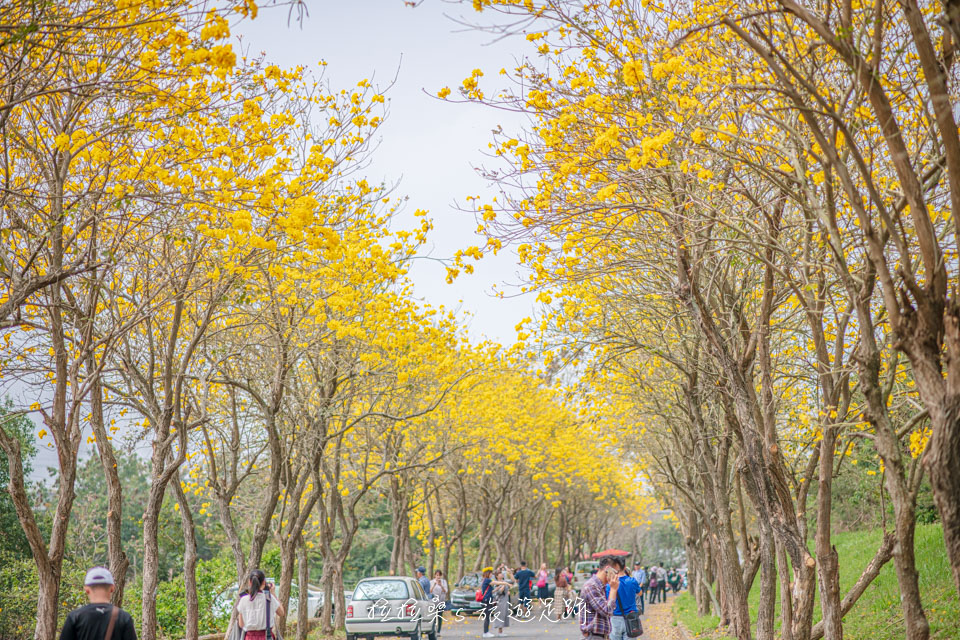 嘉義朴子溪黃金風鈴木，最迷人的金黃花景，一路滿開感覺就像走入隧道般