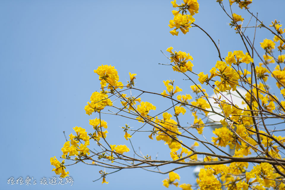 行嘉吊橋旁的黃金風鈴木小徑，只要抓好角度，就能拍出漫天黃花的畫面
