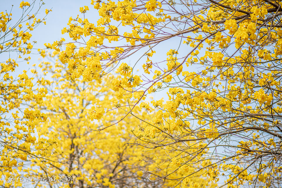 行嘉吊橋旁的黃金風鈴木小徑今年花開的十分茂盛