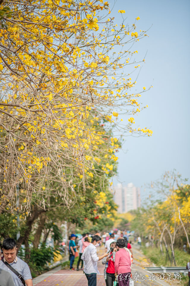 嘉義軍輝橋河提邊的黃金風鈴木吸引許多人來賞花