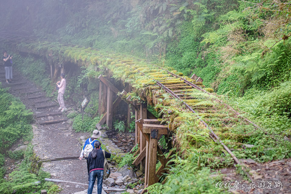太平山見晴懷古步道最美的風景，滿佈綠色植物的舊鐵道