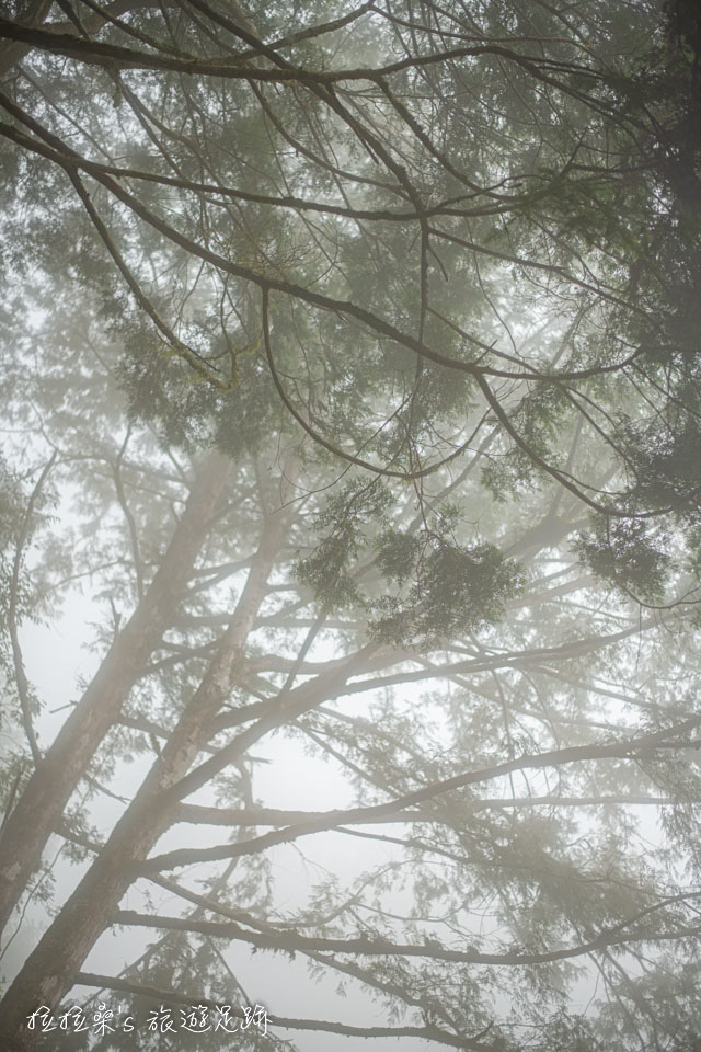 雲霧間的見晴懷古步道也很美，值得細細品味
