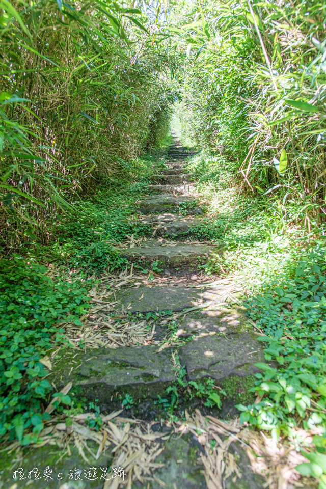 大屯山主峰登山步道長約1.6公里，兩邊是劍竹林以及茂密的芒草