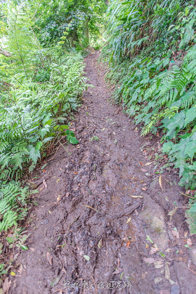 前往大屯西峰的步道在雨後十分泥濘