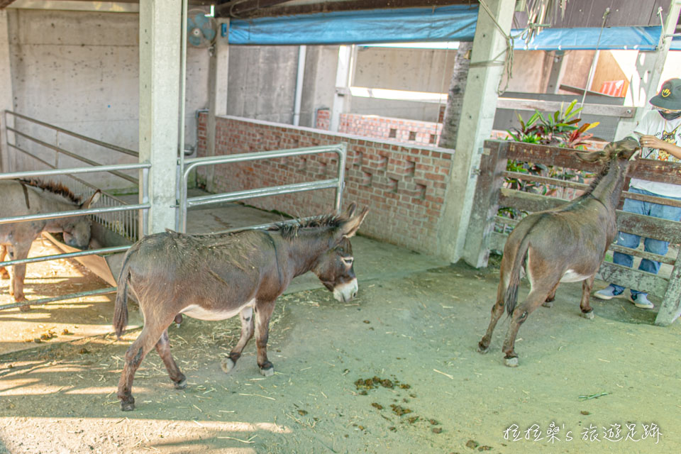 嘉義三隻小豬觀光農場的大型動物區