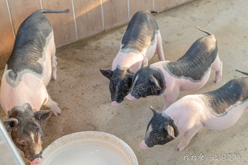 嘉義三隻小豬觀光農場有許多可愛的小動物