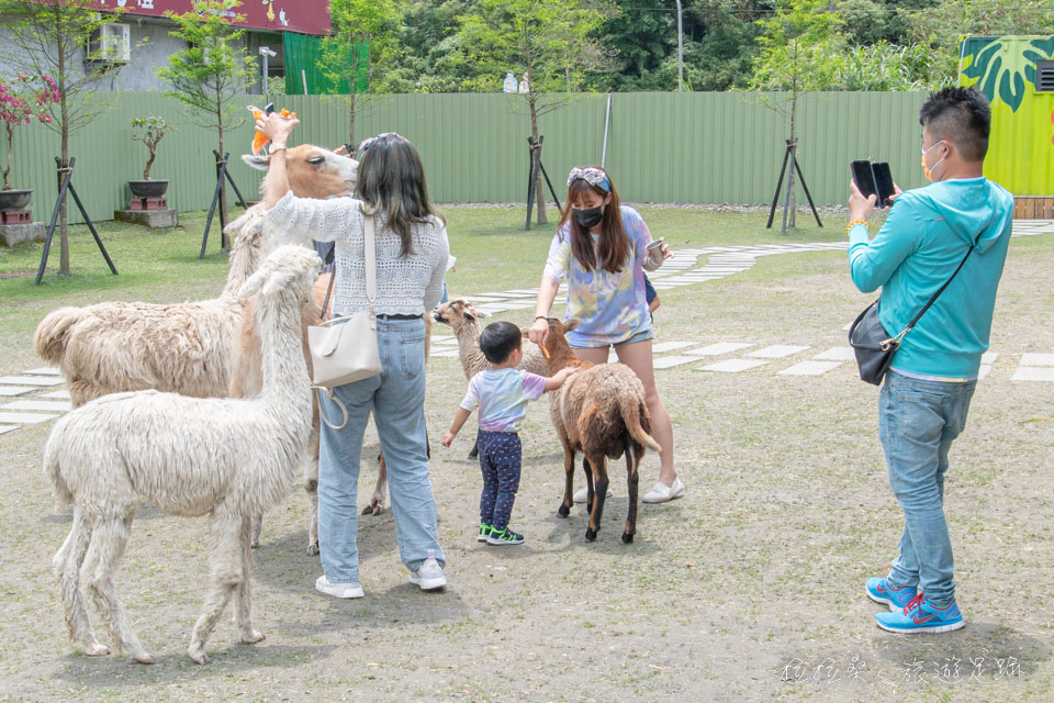 宜蘭心花鹿Fun的多數動物都能近距離互動、拍照